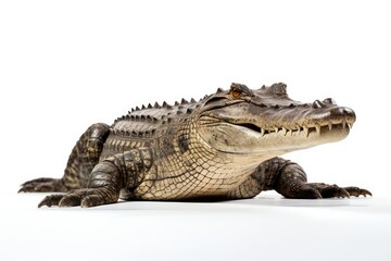 A crocodile isolated on white background