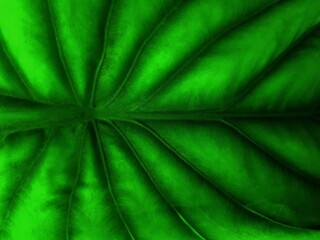A close up of an Alocasia leaf with its midrib and veins forming a unique pattern and texture, and the beautiful green colour creating a stunning nature inspired background