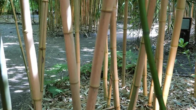 bamboos in a bamboo forest