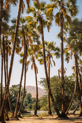 Obraz premium Palm trees and vegetation growing along the Kunene River at Epupa Falls, on the Namibia-Angola border, Kunene Region, Namibia.