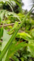 grasshopper on the green leaf