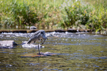 Reiher in der Dreisam