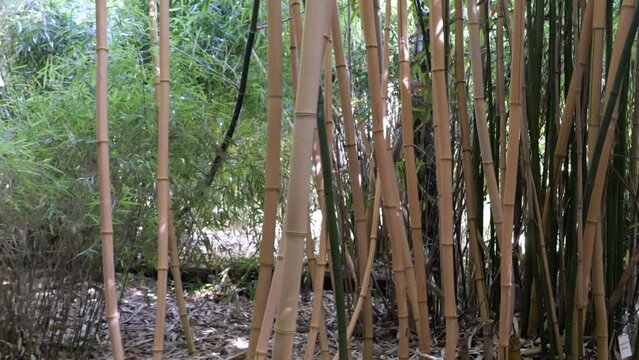 bamboos in a bamboo forest
