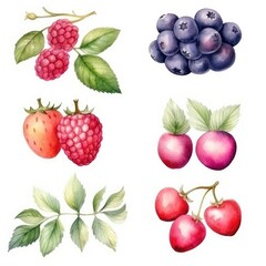 set different berries of watercolors on white background
