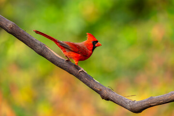 Cardinal perched on vine
