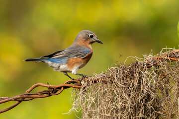 Bluebird perched on barbed wire
