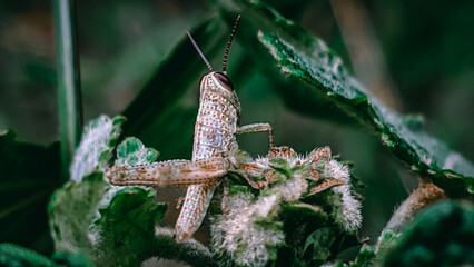 grasshopper on the green laf