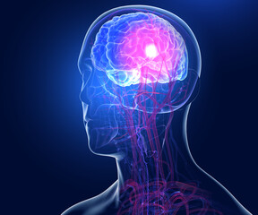 Anatomical 3D illustration of the transparent human head interior. Showing the veins and arteries that come from the heart and run through the brain. On dark blue background.