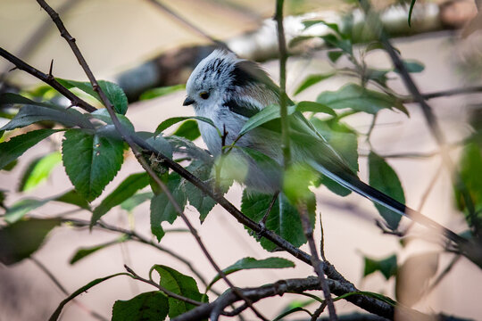 Schwanzmeisen im Brosepark, Pankow