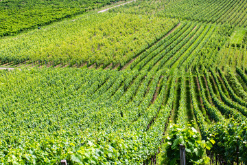 Obraz premium Wein in Staufen an der Burg, Breisgau
