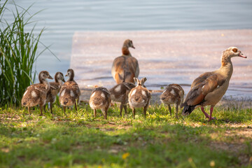 Nilgansfamilie am See