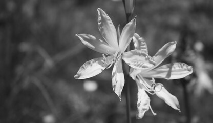 Close-up of white mountain lily (Paradisea liliastrum) flowers along the path to Mandron refuge in the Mandrone basin, Adamello group, Italy. Black and white image