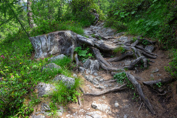 Detail of a mountain path. Stump of a tree with roots on the path. Madonna di Campiglio, Italy