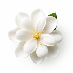 frangipani flower isolated on white
