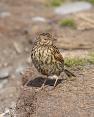 South Georgia Pipit - 1594