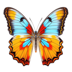 Bright butterfly isolated on transparent and white background. PNG transparent