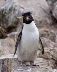 Southern Rockhopper Penguin - 4271