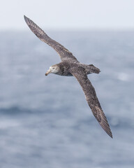 Southern Giant-Petrel - 9378