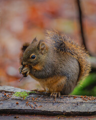 Squirrel - 4614