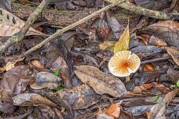 Costa Rica, Parque Nacional Carara - July 22, 2023: closeup, brown-to-orange speckled white amongus fungus on jungle floor