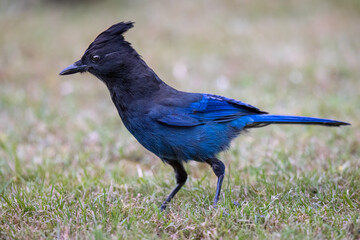 Steller's Jay - 5493