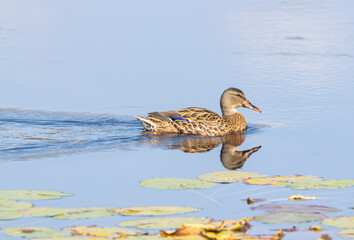 A female mallard duck reflected in calm blue water near lily pads