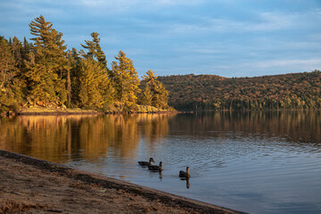 Three mallard silhouetted on a lake surrounded by mixed boreal forest in late day sunlight in...