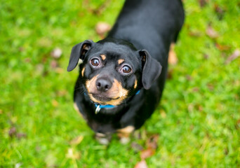An overweight Chihuahua mixed breed dog looking up