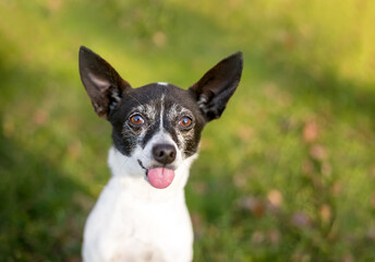 A Rat Terrier mixed breed dog sticking its tongue out