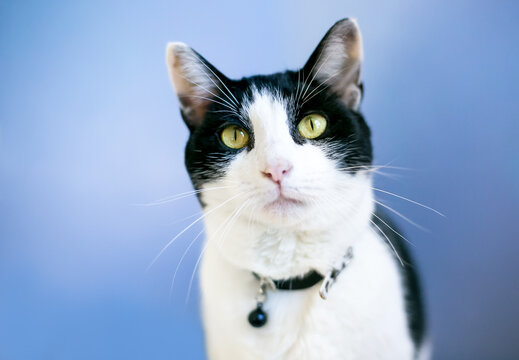 A black and white shorthair cat wearing a collar with a bell