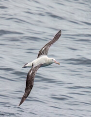 Fototapeta na wymiar Wandering Albatross - 2937