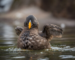 Tufted Puffin - 9652