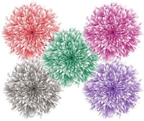 Set of Flowers Isolated Vectors on White