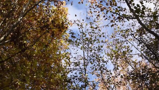 Autumn treetops, falling leaves, blue sky 