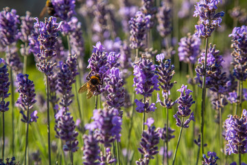 Botanischer Garten Berlin