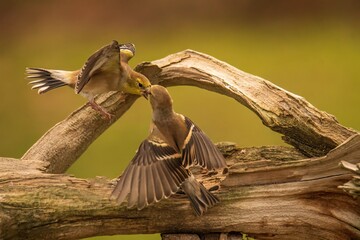 Goldfinches fighting on a branch