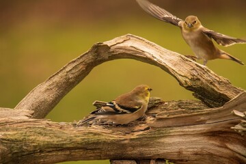Goldfinches on a branch