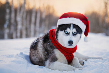 Siberian husky in a Christmas Santa Claus hat and a red scarf lies in the snow in winter