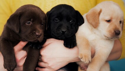 three puppies Labrador