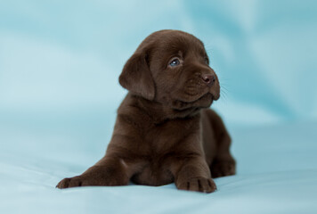 labrador retriever puppy