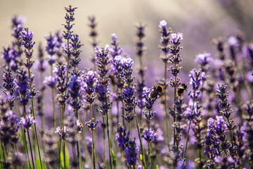 Lavendel im Botanischer Garten Berlin