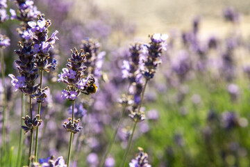 Obraz premium Lavendel im Botanischer Garten Berlin