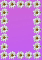 White daisies, flowers for a design card, flyer