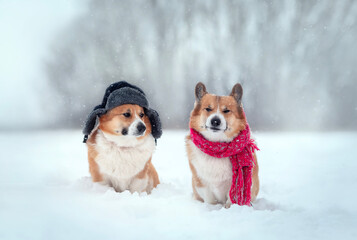 two cute corgi dogs are sitting in warm hats with earflaps and a scarf in a snowfall in a winter...