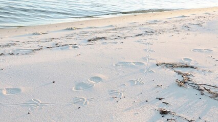 a fowl footprints