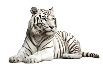 White Tiger lying down, isolated on white background, front view