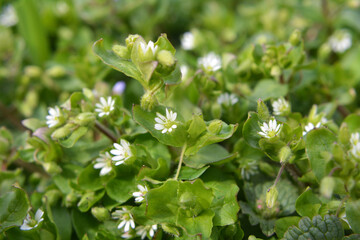 In the spring, Stellaria media grows in nature