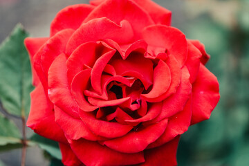 Center of a single red rose.