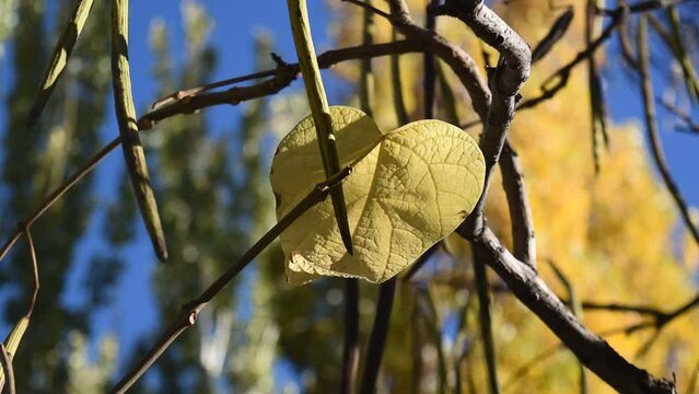 A single yellow leaf on the tree on a sunny day in autumn