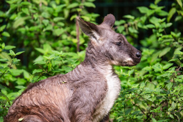 Känguruh im Tierpark Berlin